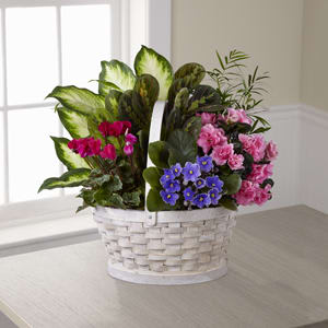 The FTD® Peaceful Garden™ Planter The FTD® Peaceful Garden™ Planter - Naturally lovely, this lovely plant garden is an inspired way to pay tribute at a wake, or to show family and friends your continuing support as time goes on. This colorful display of plants, assembled and arranged by a local FTD artisan florist, includes a both blooming and green plants that thoughtfully delivers your sincere and sustainable expression of sympathy. Easy to care for, it’s sure to remind grieving family and friends that you were there for them when you needed support the most. It comes in a charmingly understated whitewashed basket that is appropriate for the home or office.