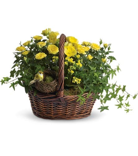 Yellow Trio Basket - This delightful basket holds a plethora of sunny yellow flowering plants! So sweet it's no wonder a darling little yellow bird has built its nest inside the basket. Two bright yellow miniature rose plants plus a yellow kalanchoe and begonia are nestled right beside the little bird and her nest. It's all delivered in a charming round basket. It sends three times the cheer!Approximately 23&quot; W x 16&quot; H Orientation: All-Around As Shown : T94-1A