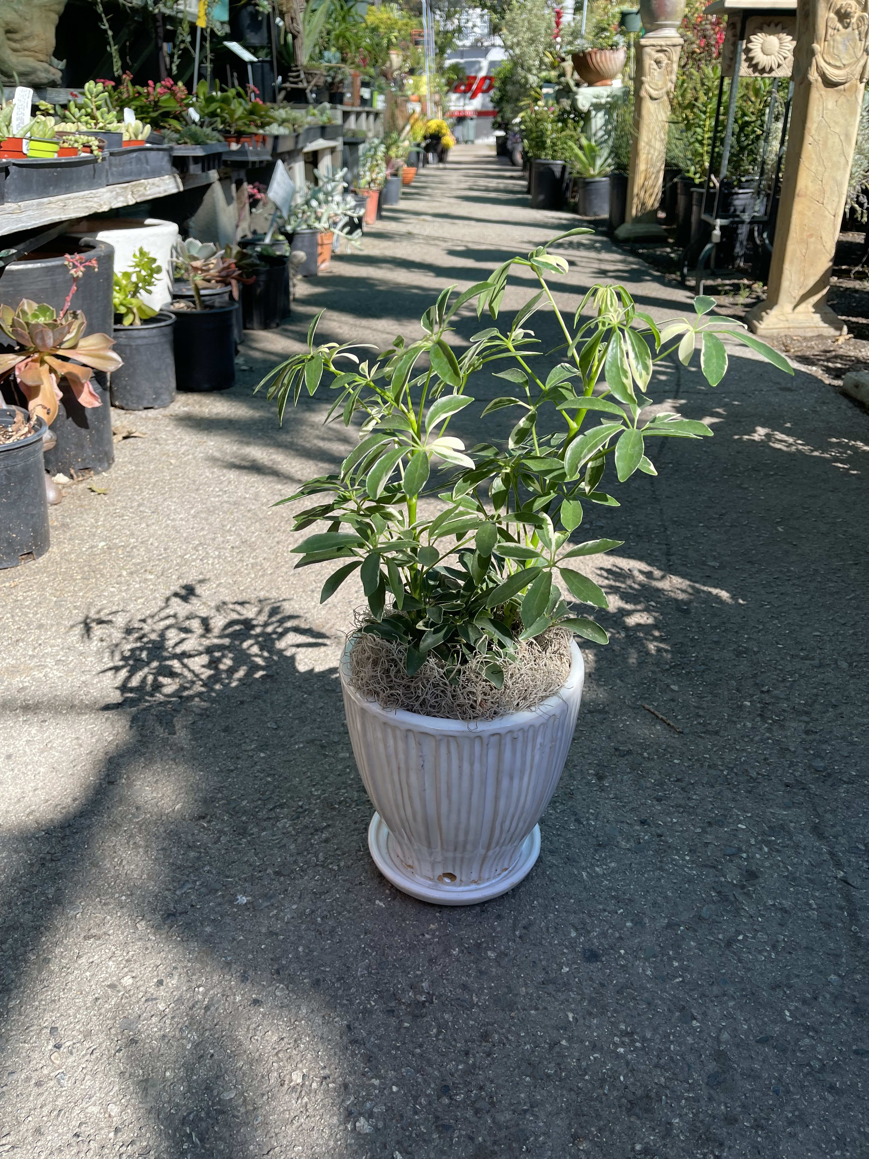 Variegated Schefflera - 6in Schefflera placed inside ceramic container