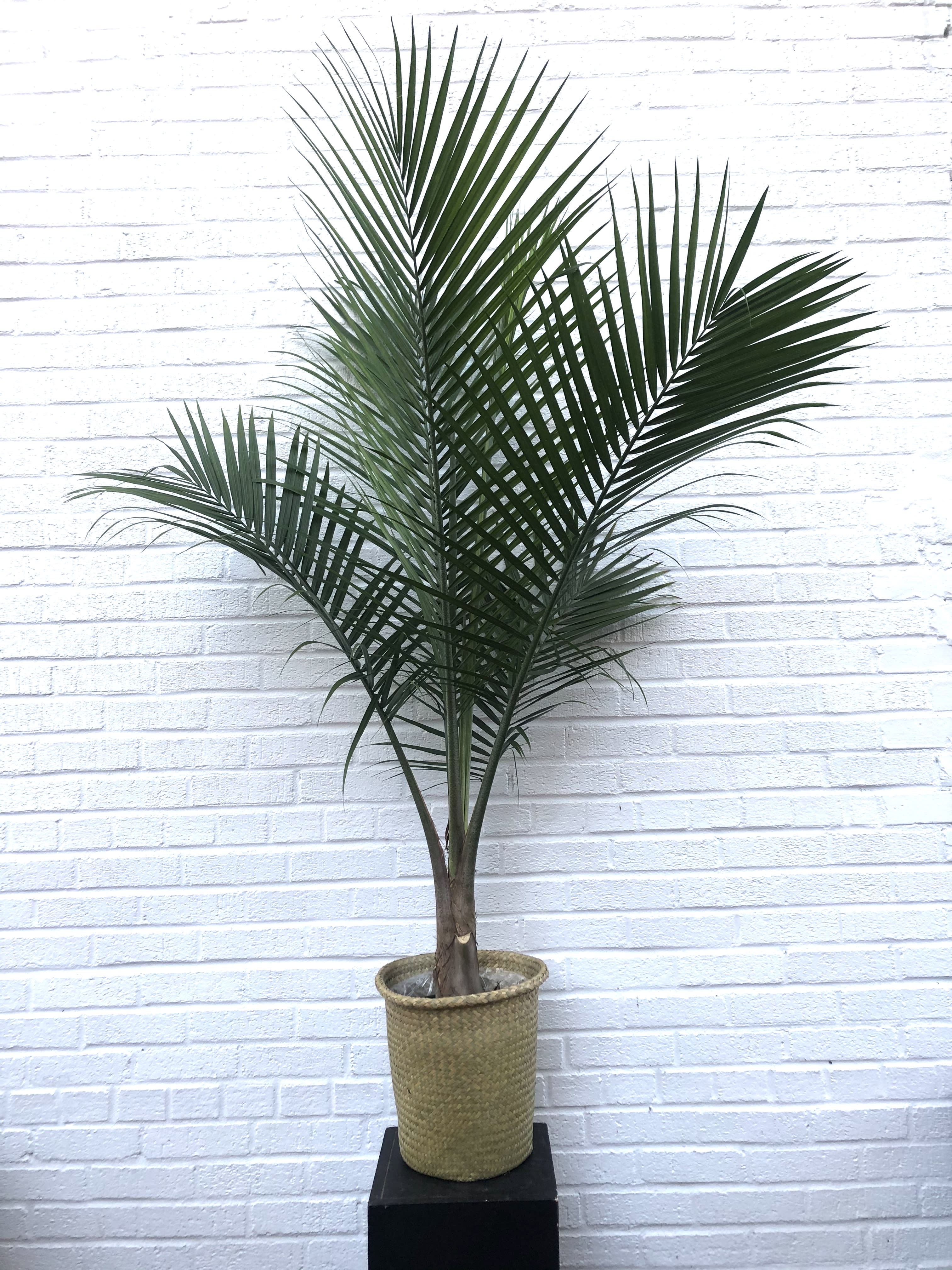Majesty Palm Plant in Pot in Washington, DC Volanni