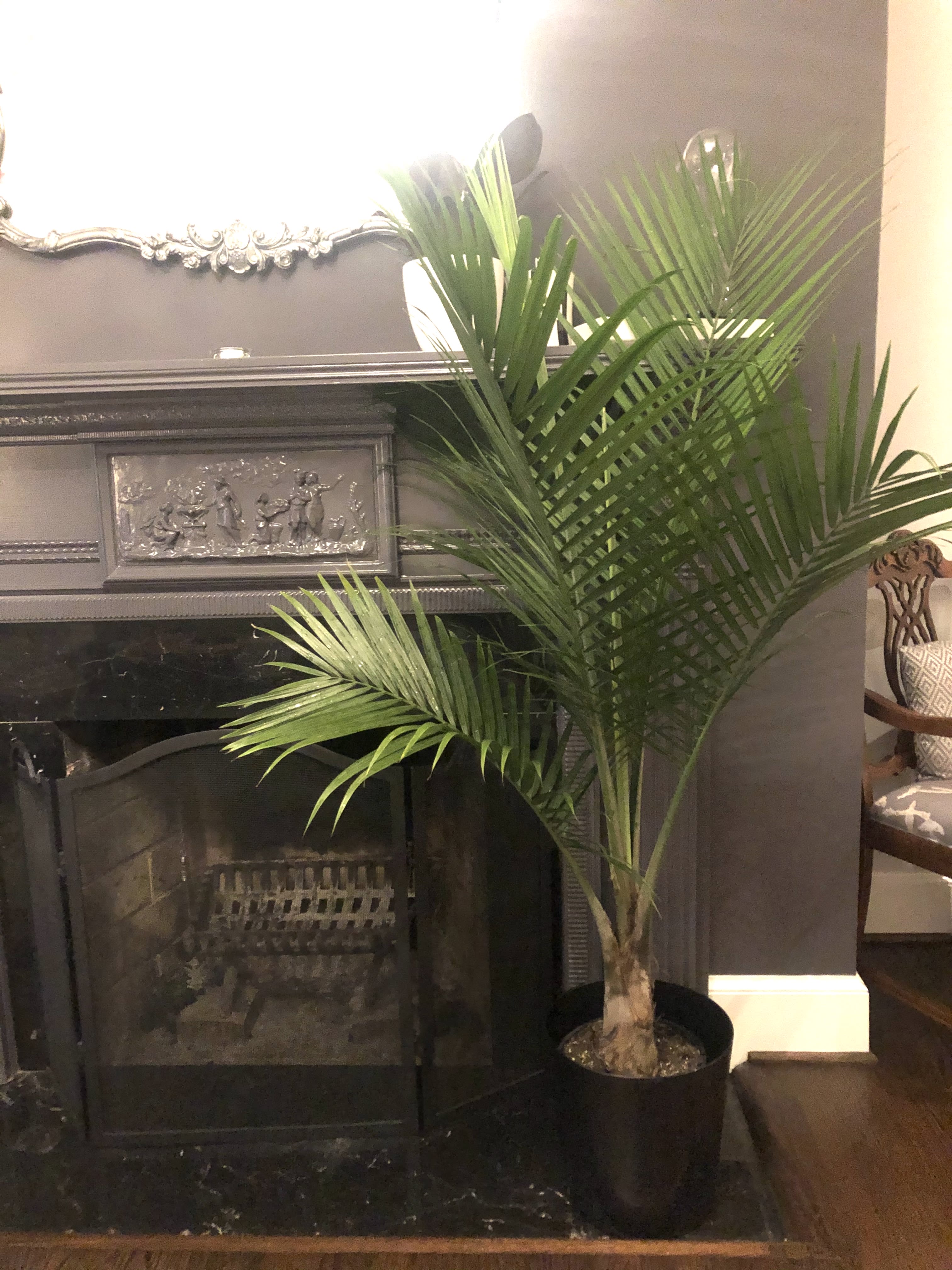 Majesty Palm 10" in Simple Pot in Washington, DC Volanni