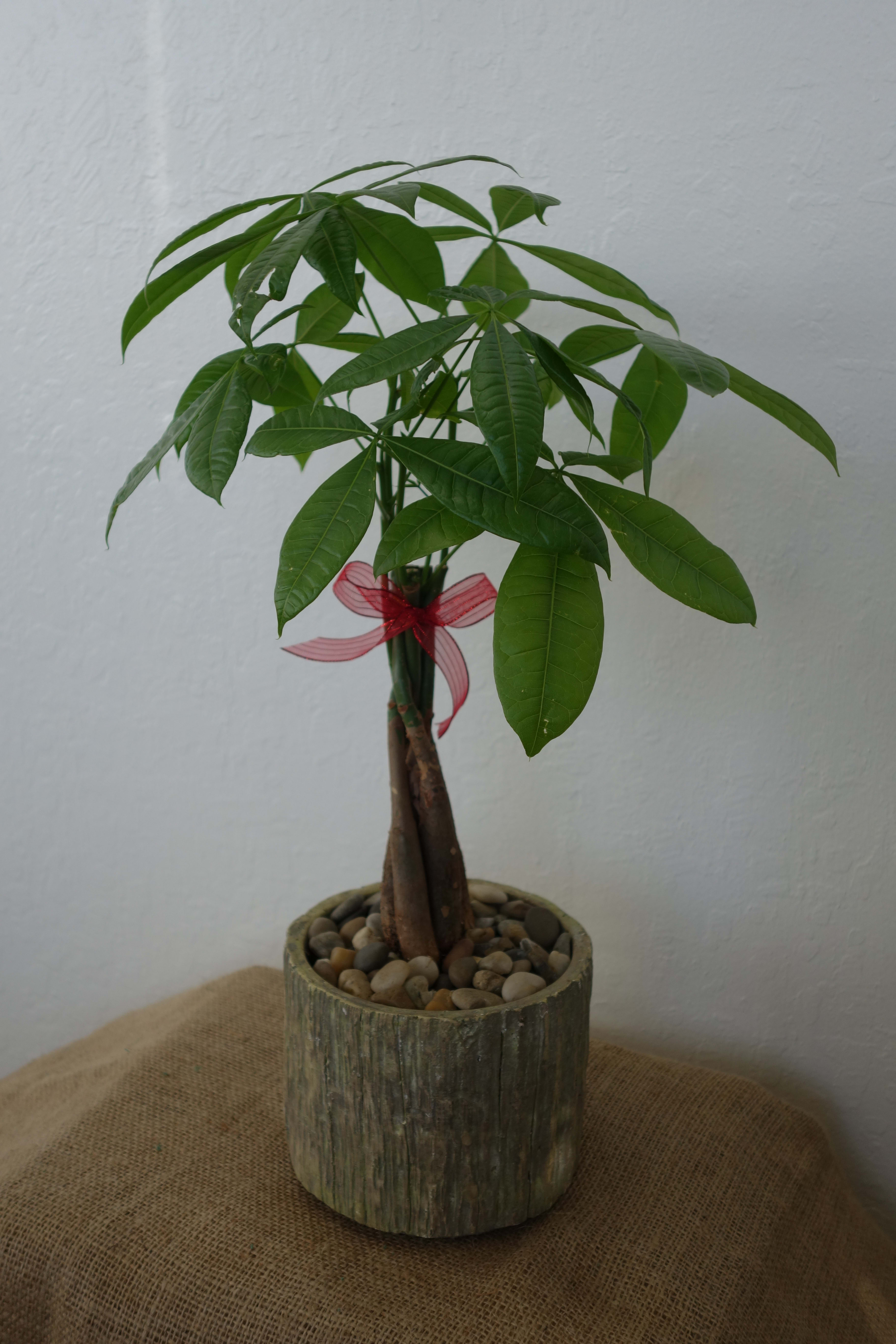 Money Tree with Ceramic Container - Send good fortune with the Money Tree by BloomNation™. A hardy plant that can live in low light will make even the most amateur gardeners feel good. APPROXIMATE DIMENSIONS: 6'' W x 18&quot; H  