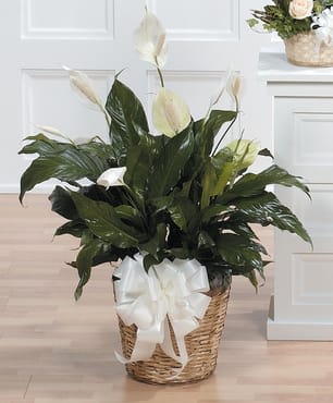 Holy Peace / Large Spathiphyllum Peace Lily Plant - Large Peace Lily / Spathiphyllum plant for the family to take home and enjoy.  This size of this plant and status of blooms will vary based on time of year and seasonality of when the plant is in bloom. The overall demand for this product is very high and may have impact on the size.