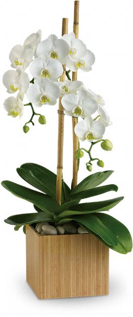 Opulent Orchids - Send Zen. A graceful white phaleanopsis orchid plant potted in a modern bamboo container is an enchanting gift for any occasion.