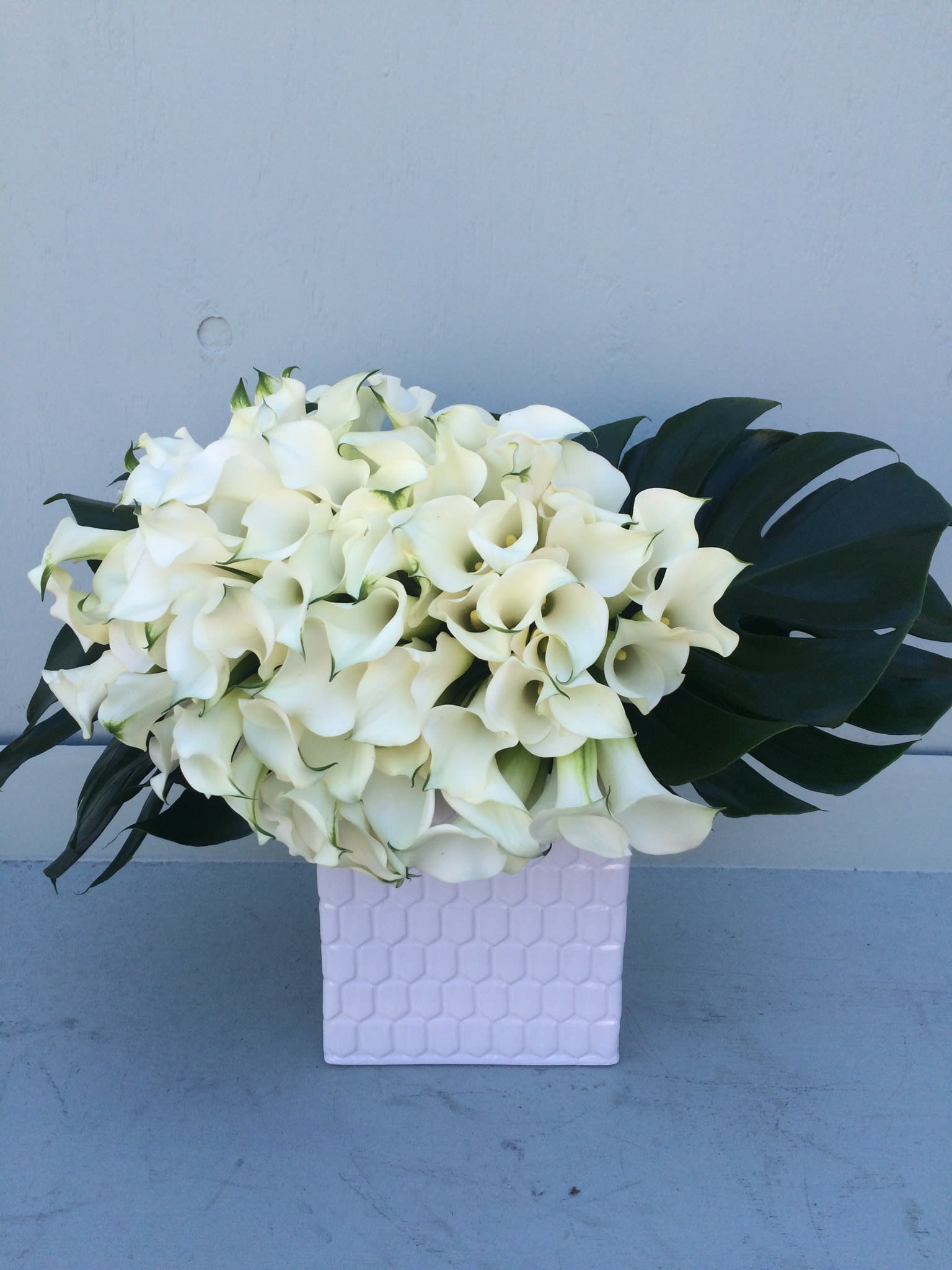 calla mini white - 70 stems of white mini calla from new zealand