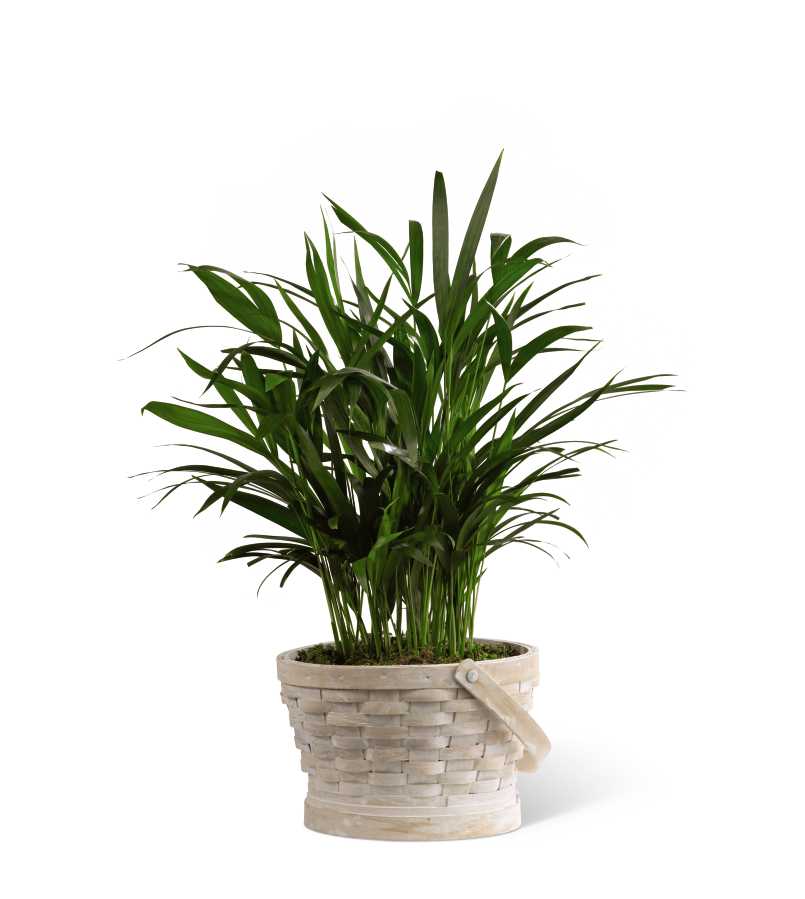 The FTD Deeply Adored Palm Planter - The FTD Deeply Adored Palm Planter is a beautiful way to convey your deepest sympathies for their loss. A lush and vibrant 8-inch palm plant displays its lovely green foliage seated in a large whitewash round basket to create a gift of warmth, comfort, and sweet serenity.
