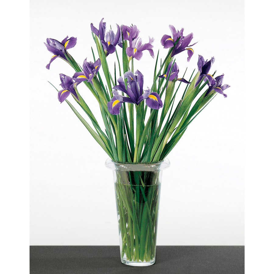 BLUE IRIS LOOSELY ARRANGED - Beautiful blue iris loosely &amp; eligantly arranged in a vase 