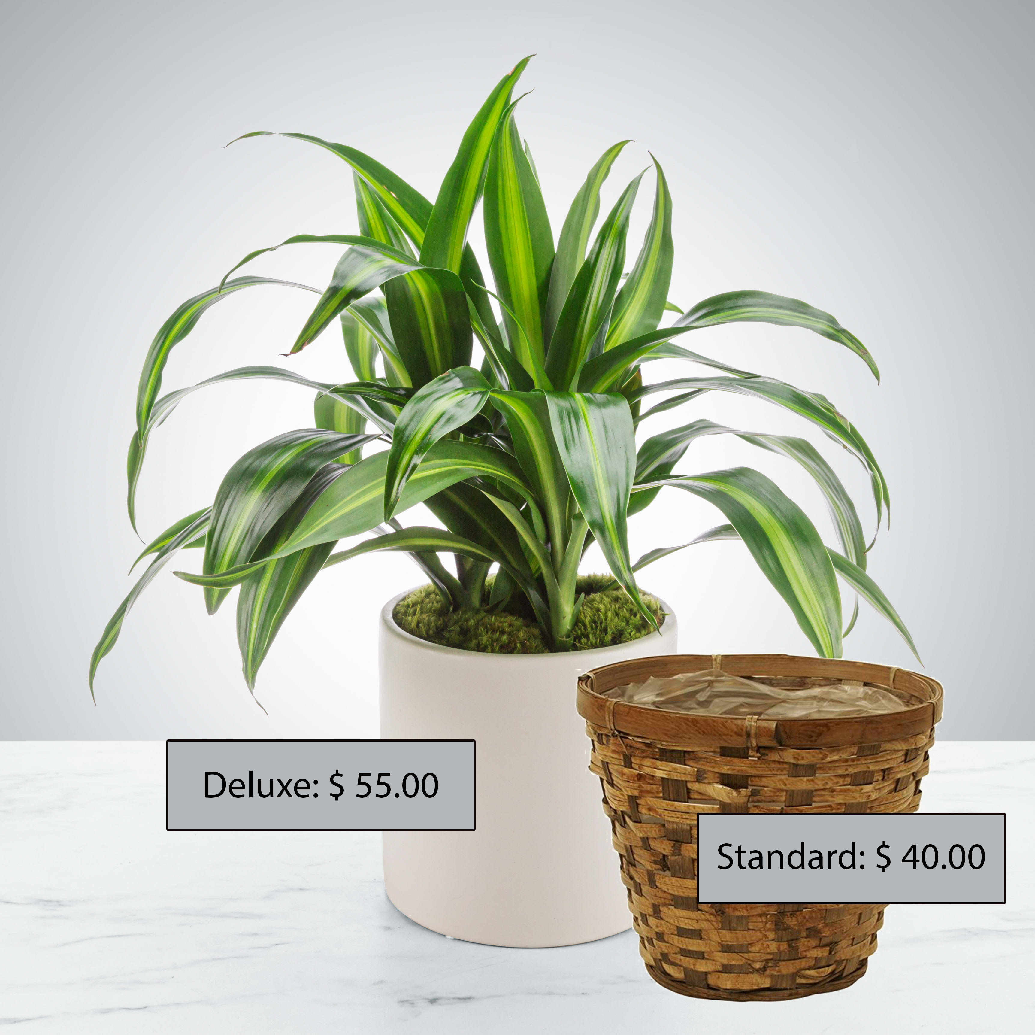 Dracaena Plant by BloomNation™ - Named after dragons and referred to as the dragon plant, these plants do an excellent job filtering the air, looking pretty, and being relatively sturdy. Send them to your favorite plant parent or plant newbie. This plant is potted in a basket/pot that is Approx. 6in in diameter.
