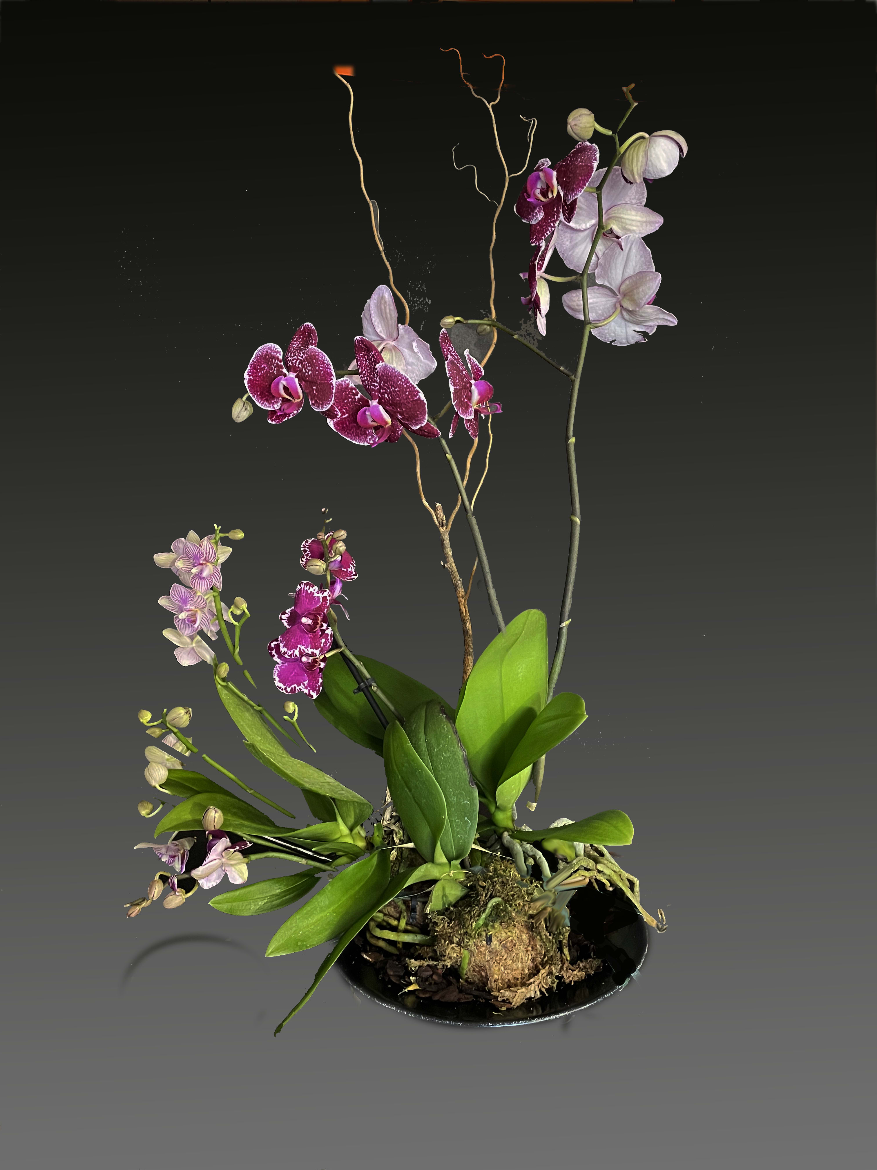 Fantastic Orchid bonsai in Brookline, MA EC Florist