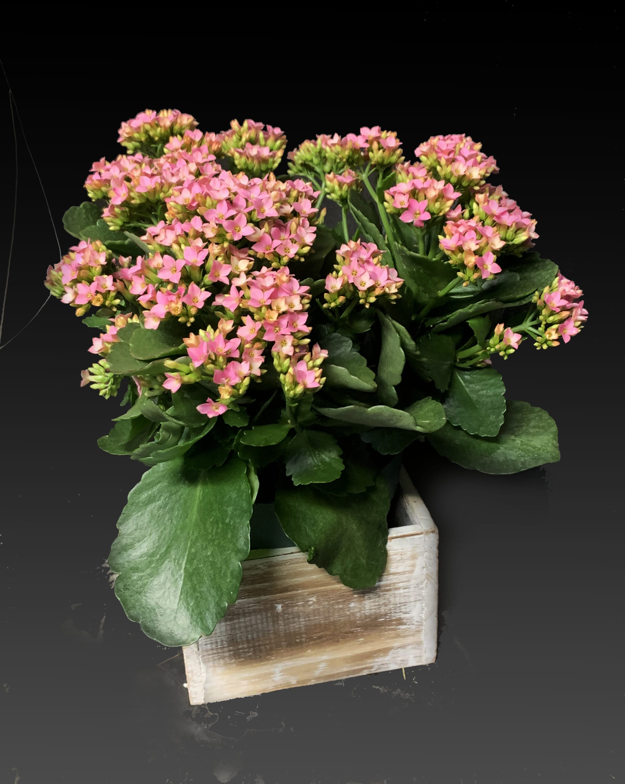 Forever Yellow Kalanchoes Forever Yellow Kalanchoes - A pot of sunshine! This long-lasting gift of happy yellow kalanchoes, with their darling blooms and shiny leaves, will brighten up their every day. This pretty arrangement features yellow kalanchoe plants. Delivered in a weathered brown round pot. Orientation: All-Around