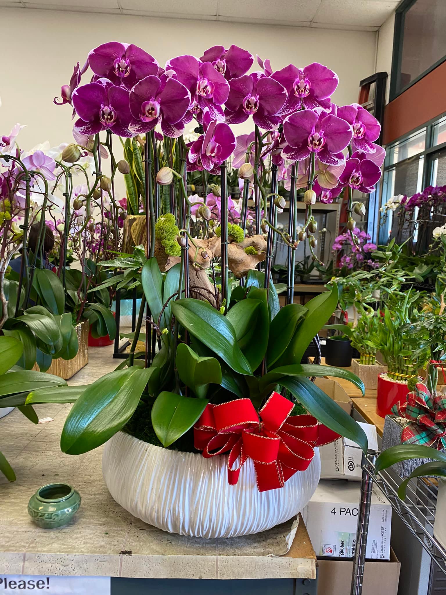 Beatufil Orchids Beatufil Orchids - Purple orchid plant