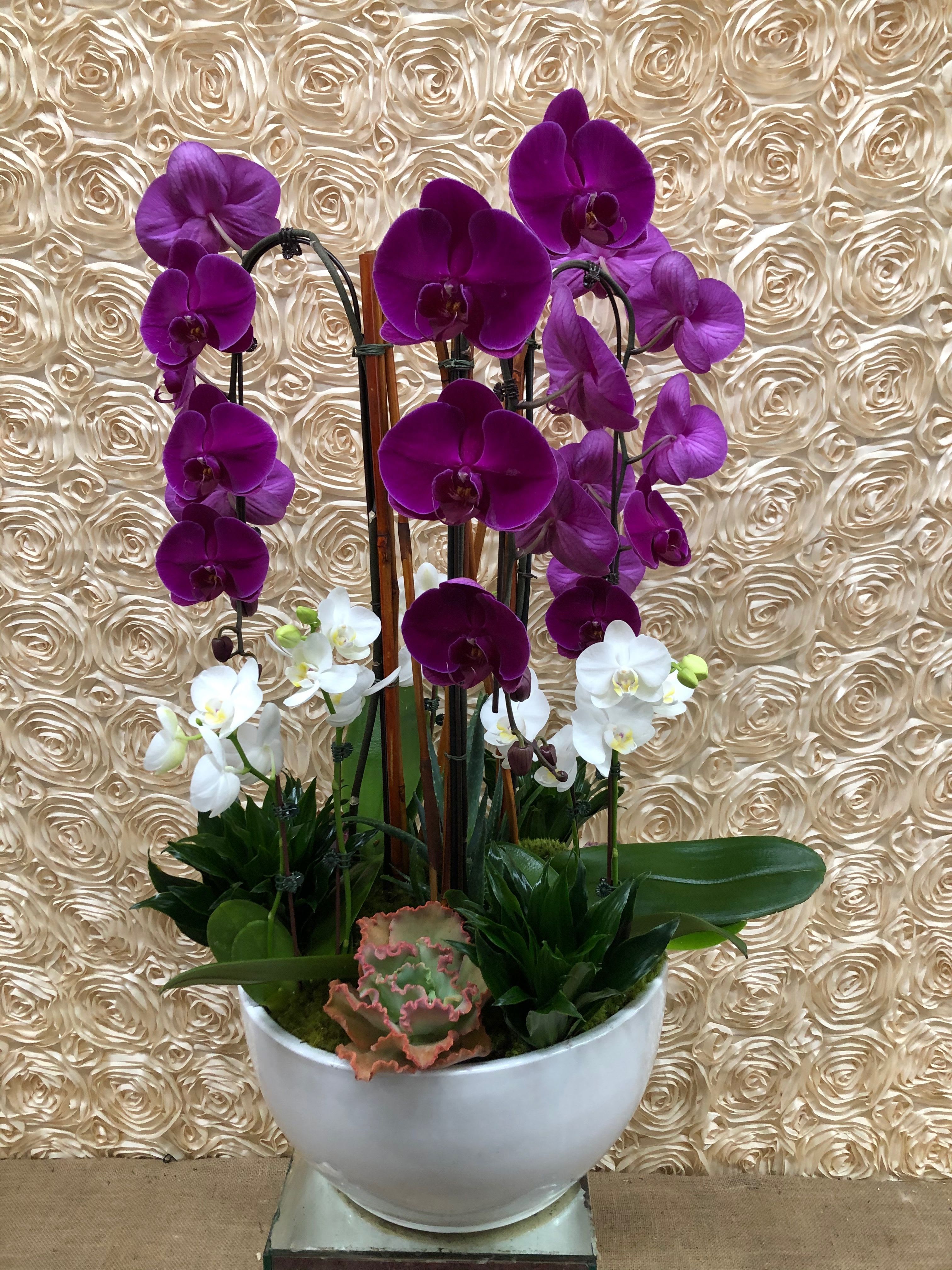 Purple Persuasion Orchid - An absolutely stunning orchid arrangement with purple and white orchids, sure to get that &quot;WOW&quot; from your loved on.  