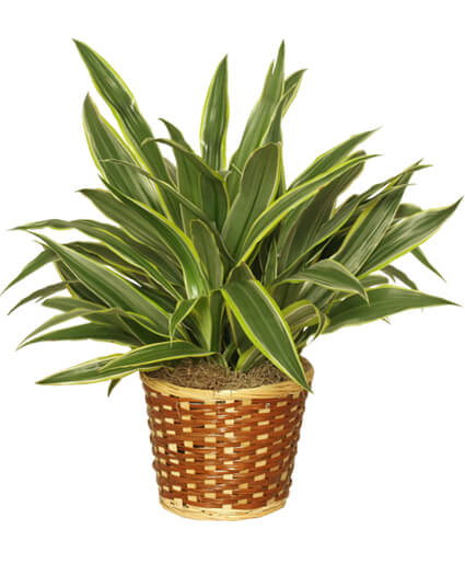 STRIPED DRACAENA PLANT DRACAENA DEREMENSIS 'WARNECKEI' - STRIPED DRACAENA PLANT DRACAENA DEREMENSIS 'WARNECKEI'