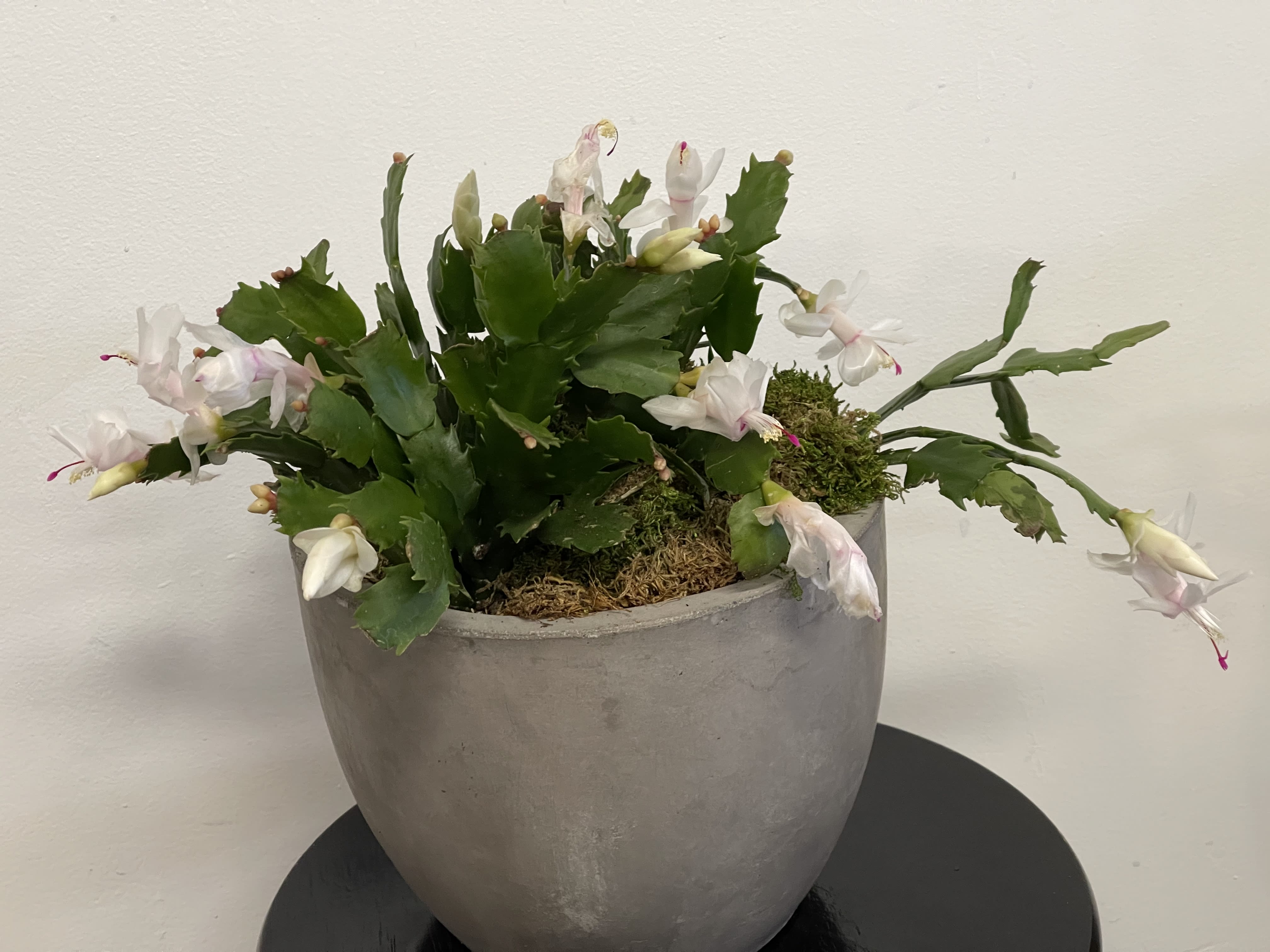 Resthaven pet cremation sale