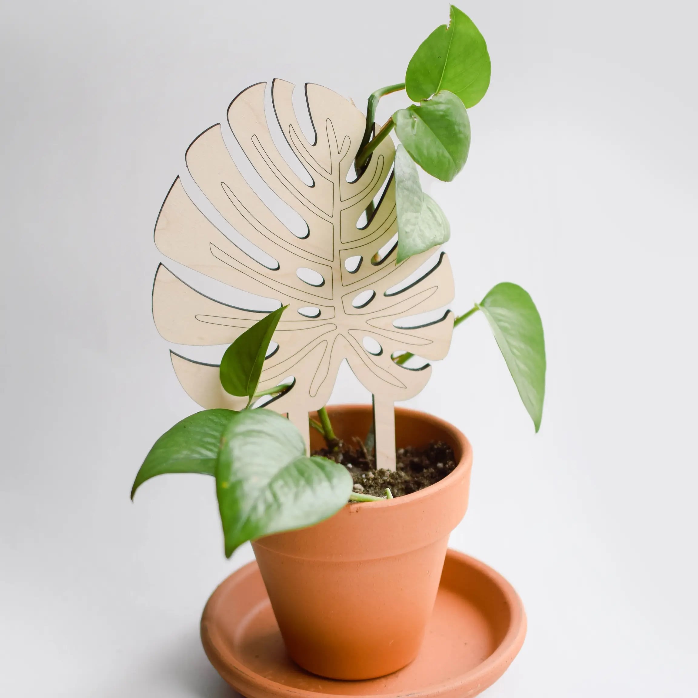 Small Monstera Plant Trellis by Hignight’s Florist