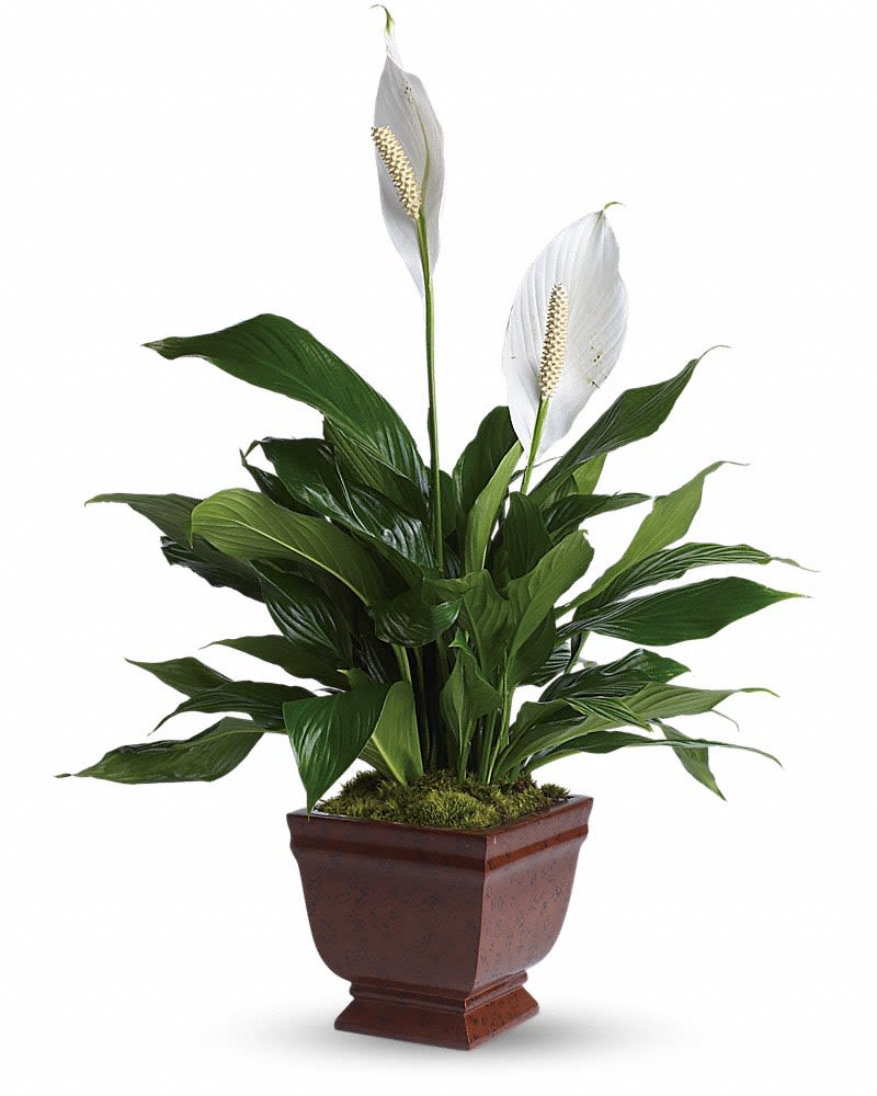Teleflora's Lovely One Spathiphyllum Plant - The graceful spathiphyllum plant with its snowy white flowers is a familiar and reassuring sight in any setting. A gift of beauty that lasts. The beautiful spathiphyllum plant will be delivered in a a classic noble heritage urn.