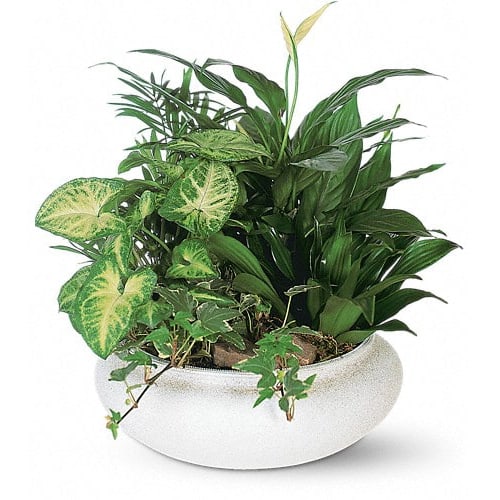 Medium Dish Garden - This low bowl filled with living plants will also carry comfort and compassion for many months to come. Perfect to send to the home or service. .Approximately 14&quot; W x 15&quot; H Orientation: All-Around As Shown : T212-2A Container may vary.