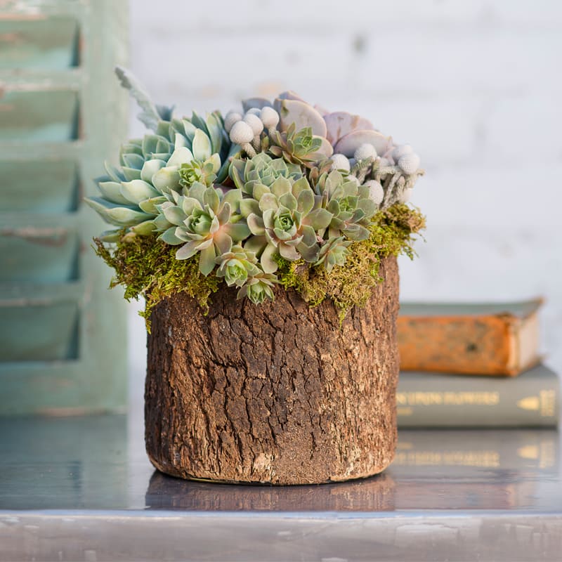 Woodsy Succulent Arrangement - In our amazing wood branch vase, we fill this will our favorite succulents accented to moss. (Photo Credit: Simpson Portraits)