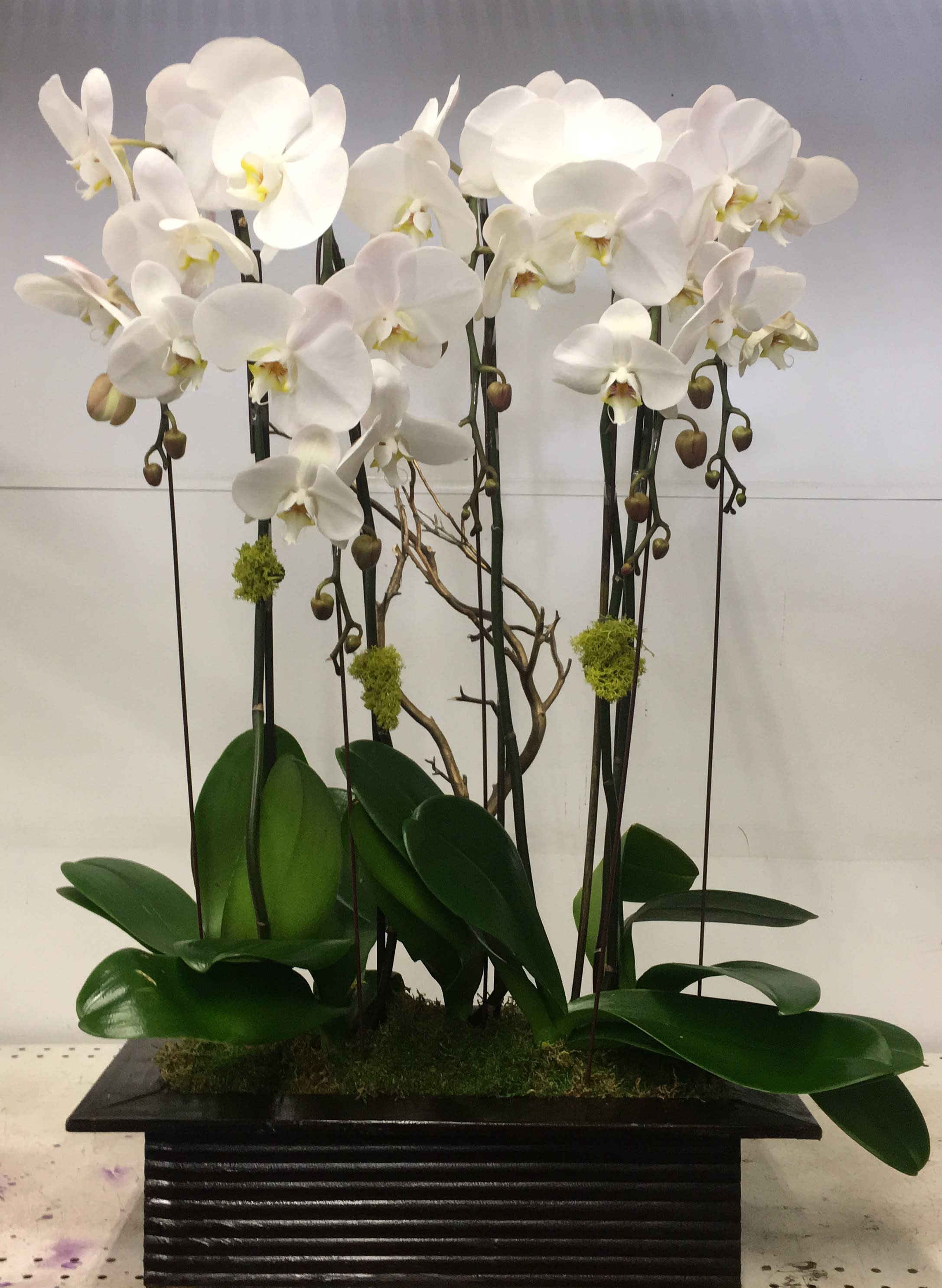 Cascades - White Cascade orchids.