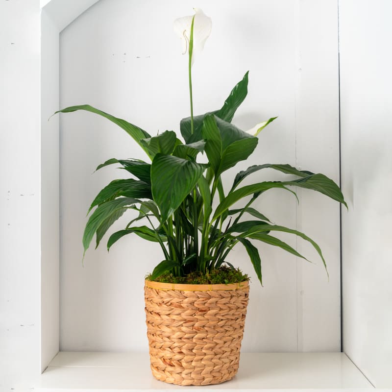 Green Plant Green Plant - Green Plant