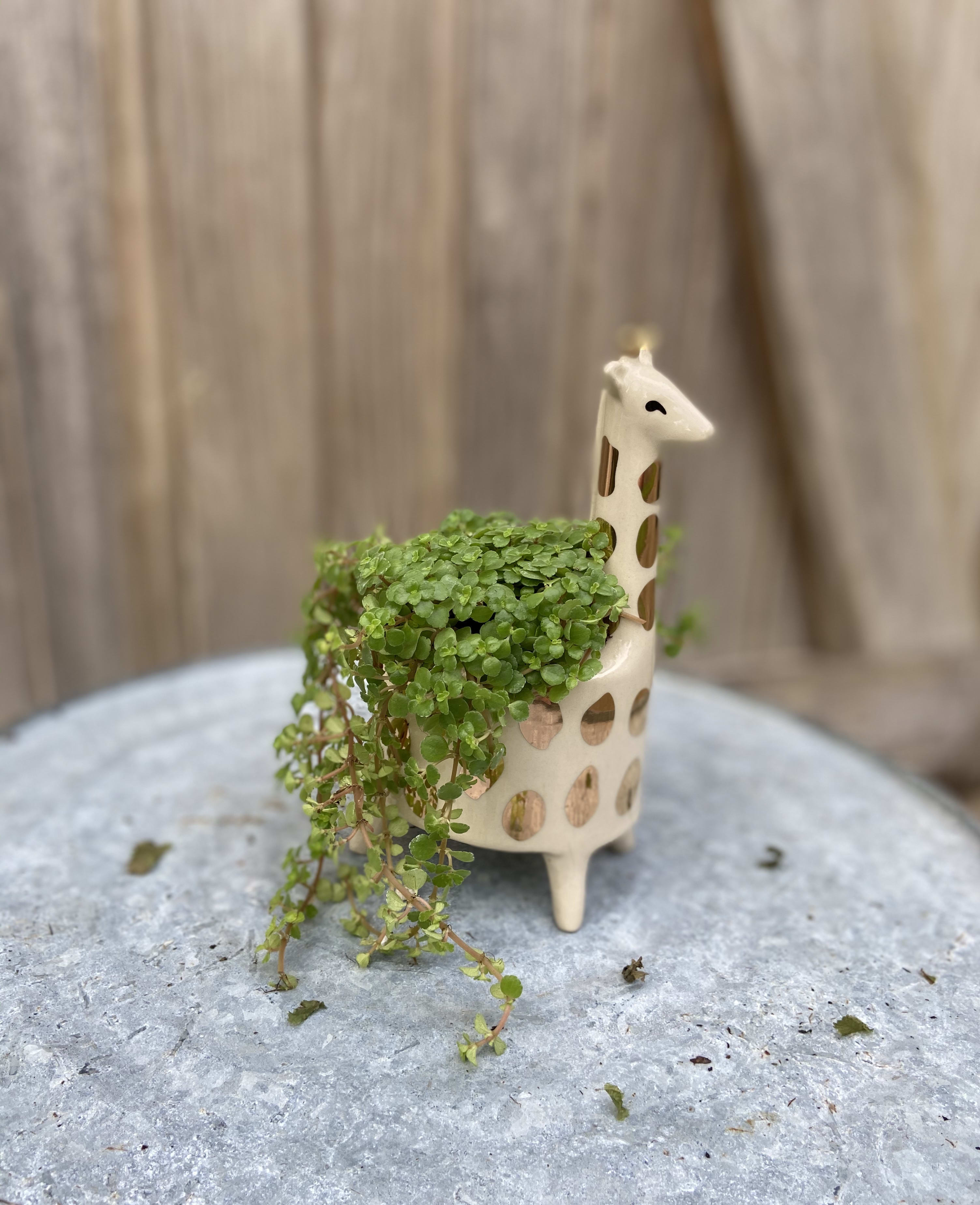 Golden Spotted Giraffe   - Sweet Giraffe planter filled with Baby Tears. A great plant for newbies. Partial sun; bright filtered light. Rapid grower. 