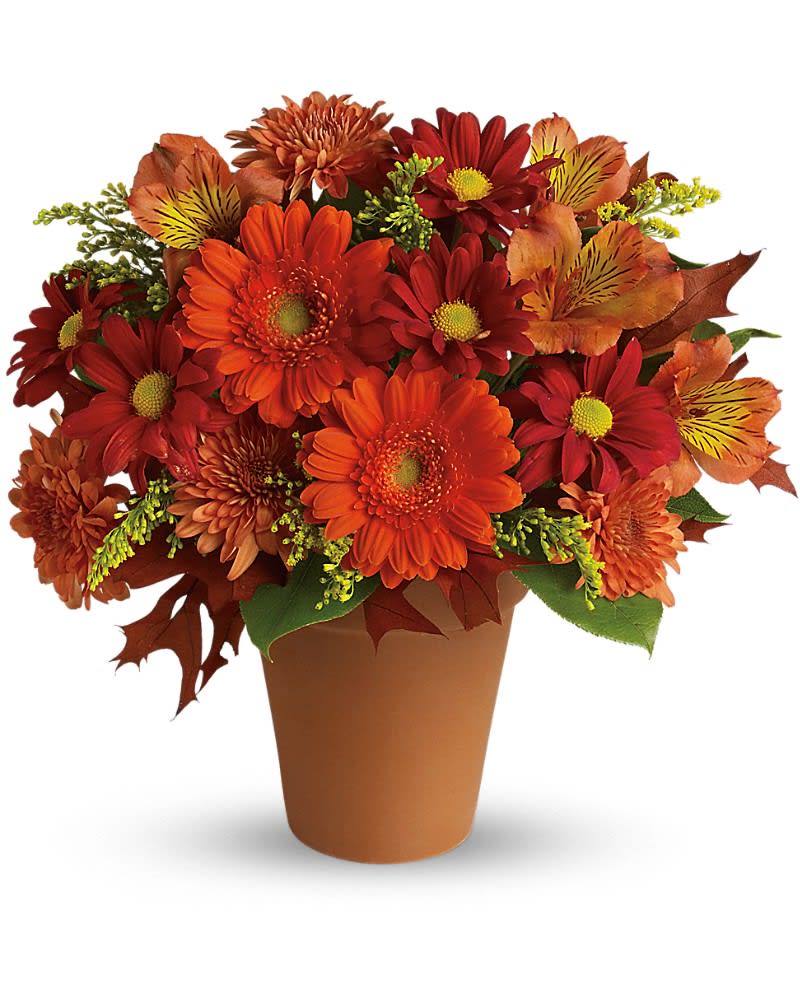 Golden Glow - Send this pretty pot of golden fall flowers to someone special today. At this nice price, it's the perfect arrangement for celebrating the season in style! A classic terracotta pot holds a fabulous fall arrangement of miniature orange gerberas, dark orange alstroemeria, gold cushion mums, red daisies, solidago and salal.