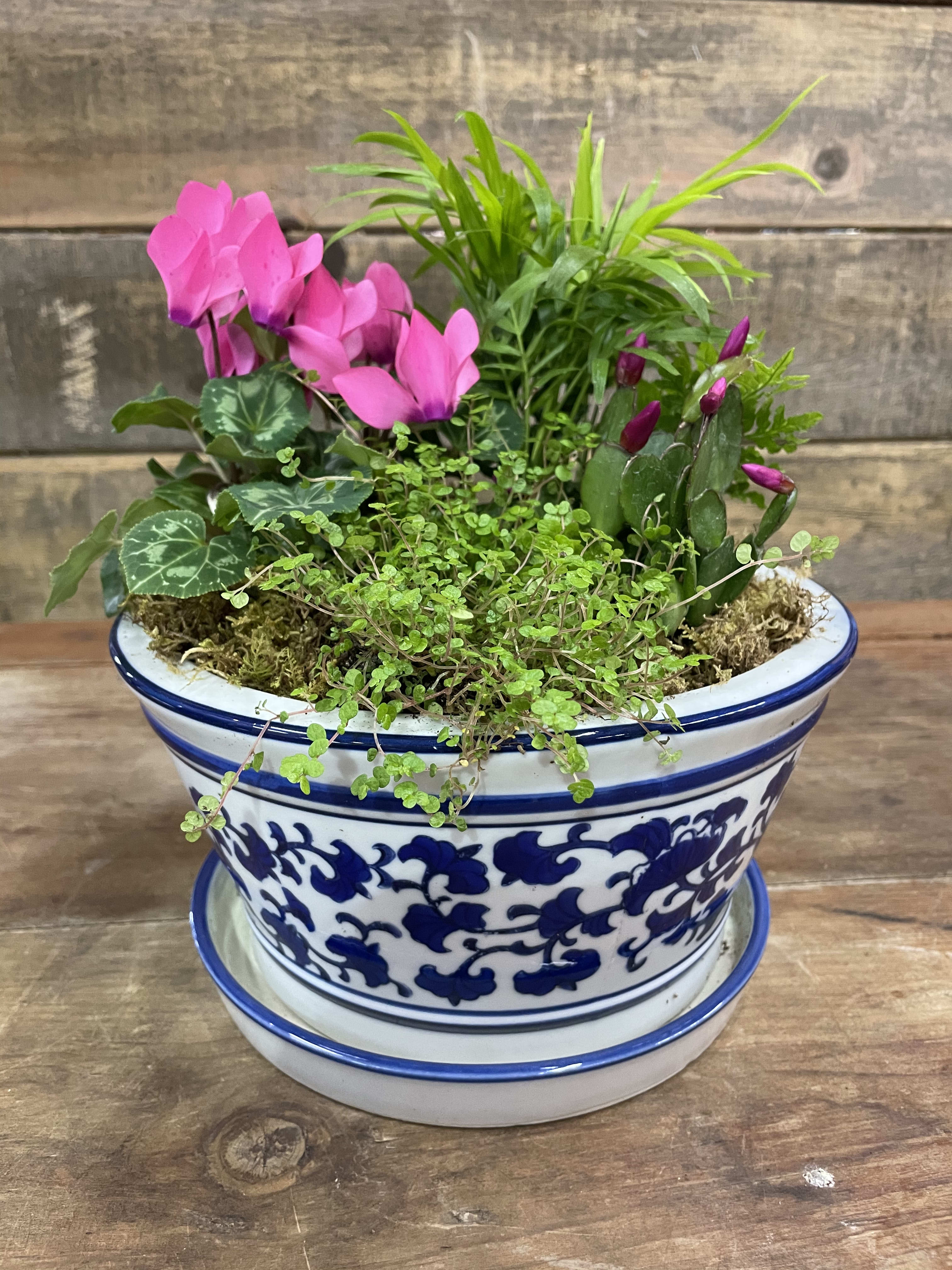 Flowering Plants in Blue and White - A very special Blue and White Ceramic planter filled with interesting flowering and green plants from our greenhouses. A perfect gift for Mom on Mother’s Day. planters will differ as supply diminishes.