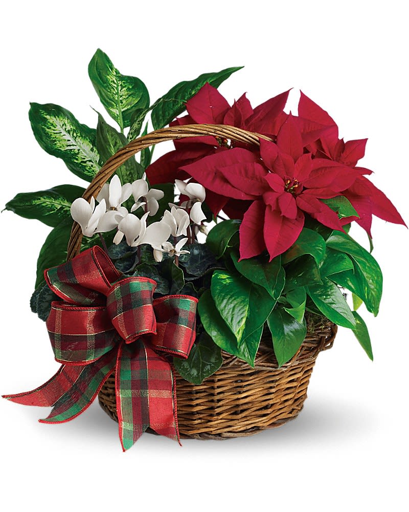Holiday Homecoming Basket Holiday Homecoming Basket - Real live plants make this basket a welcome gift for any home! It's perfectly suited for the season and will be appreciated even after the holidays. A brilliant red poinsettia and dazzling white cyclamen are nestled together with bright green pothos and dieffenbachia. Add a festive plaid taffeta ribbon and this basket delivers a lively holiday message.