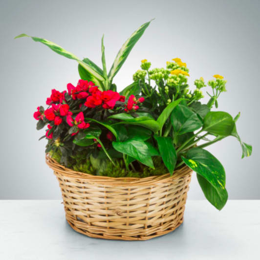 Mixed Plant Basket  - Send a little garden to somebody. A mix of flowering plants and greenery make an excellent gift for father's day or as a way to say thank you.