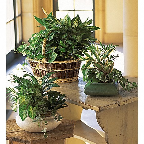 Dish Garden - Bring the outdoors in with this lush green potted garden. Arranged in a container, the assortment of living potted plants can be enjoyed inside, then planted outside at a later date. You can't go wrong with this versatile, long-lasting gift. This miniature garden of living plants includes dracaena, variegated ivy, palm, spathiphyllum and white butterfly syngonium, arranged in a low white bowl with river rocks, sheet moss and bark accents.