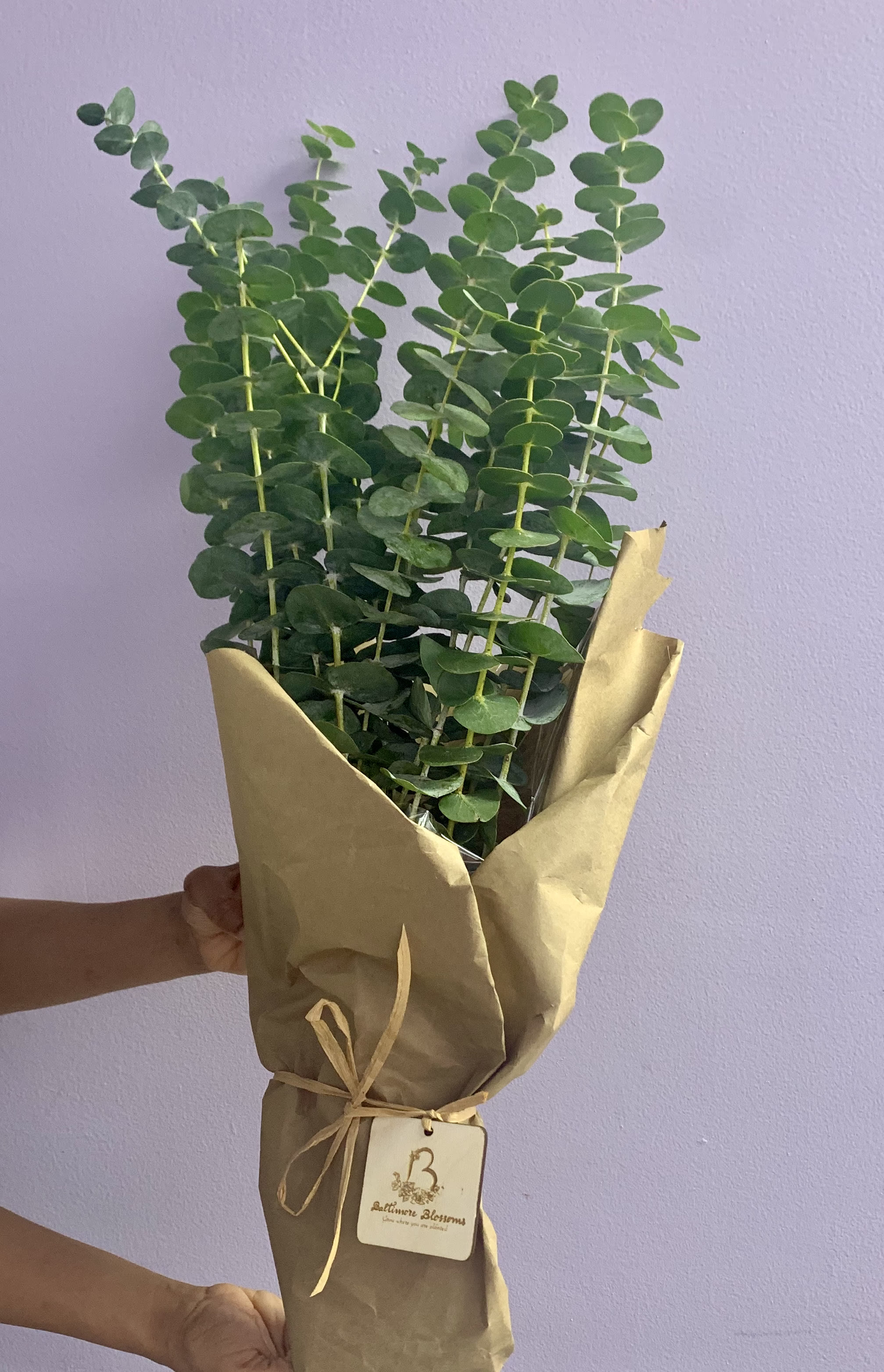 Bunch of Baby Blue Eucalyptus by Baltimore Blossoms Studio