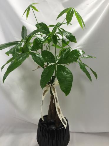 Money Plant - Send some good luck wishes with our 4&quot; Money Plant in a ceramic pot. 