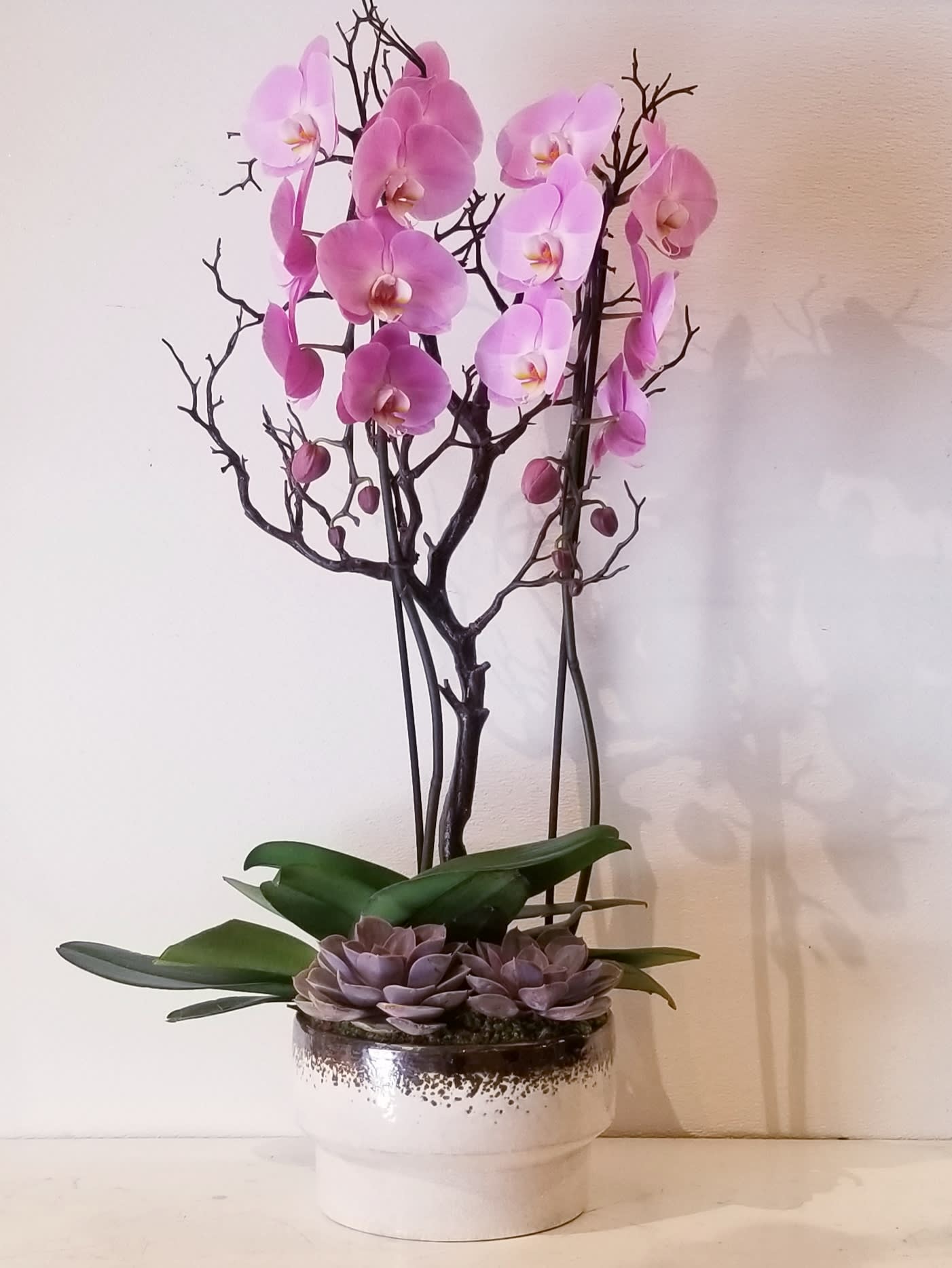 Double Pink Orchid Planter - Two soft pink orchid plants designed in an upscale ceramic container decorated with manzanita branch and succulents. 