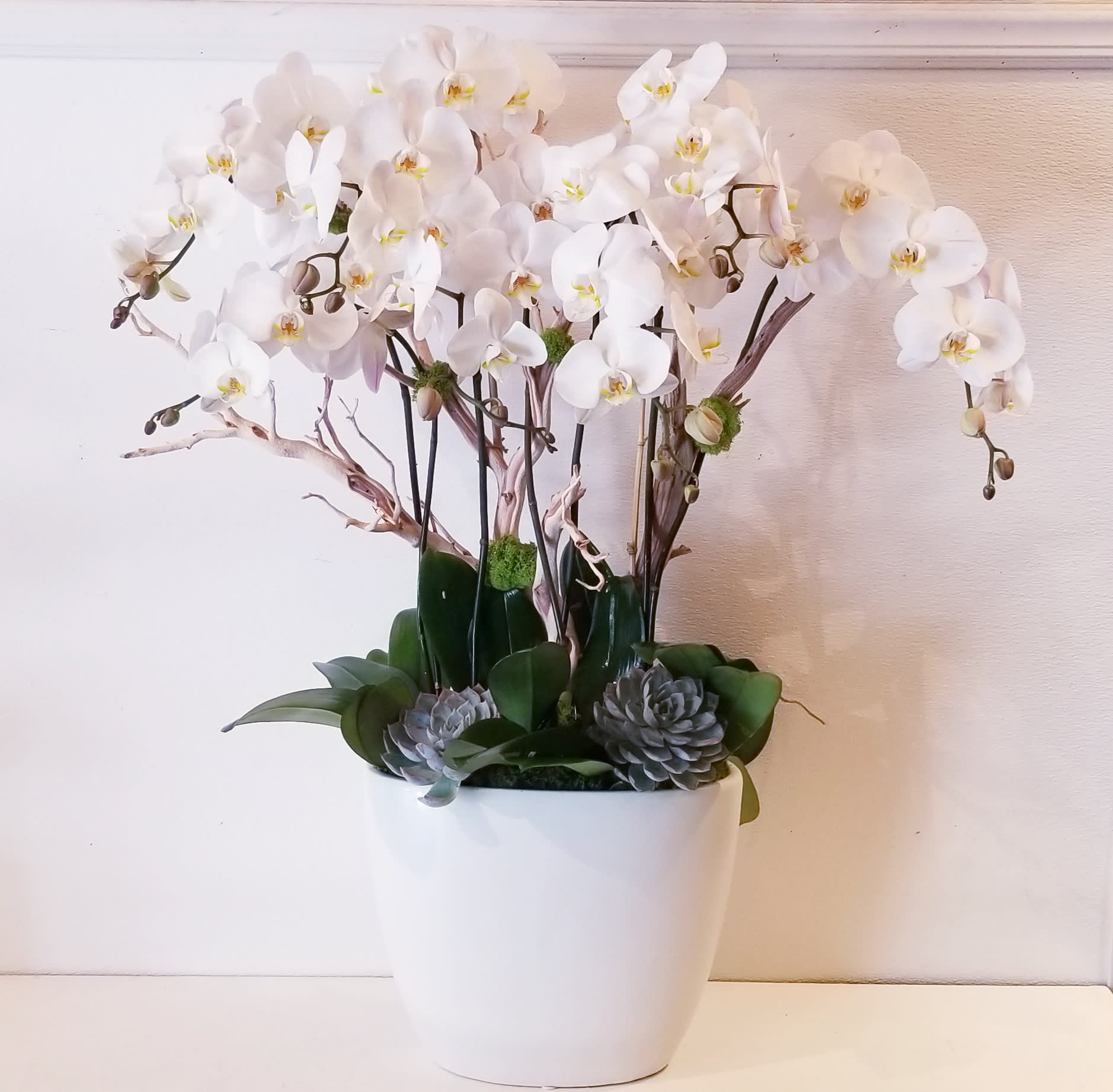 Orchid Display - An amazing white Phalaenopsis orchid display in a white ceramic container accented with a manzanita branch and succulents.