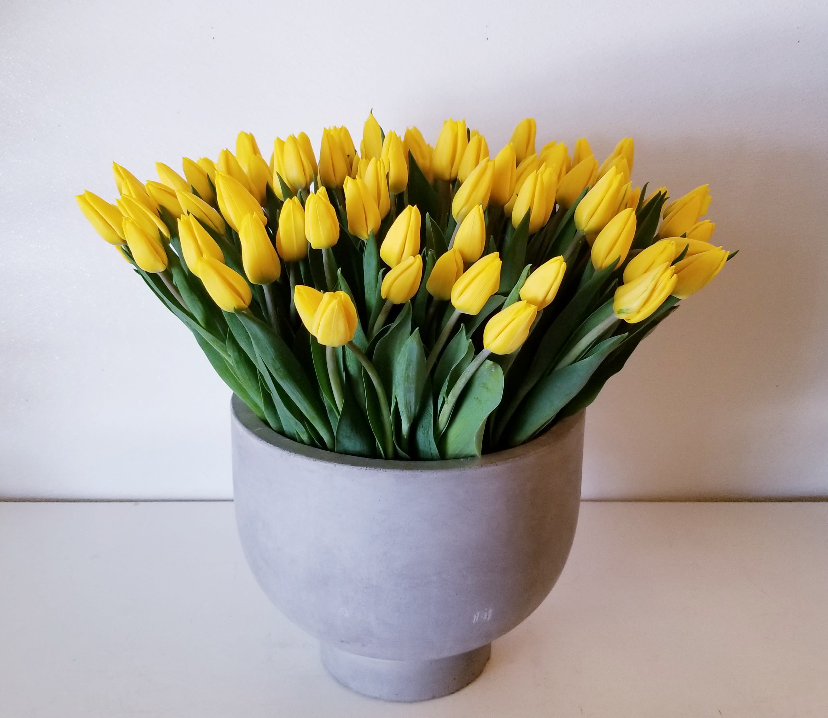 Field of Tulips - Large stone bowl filled with all yellow dutch tulips. Can request different color of tulips but check for availability.