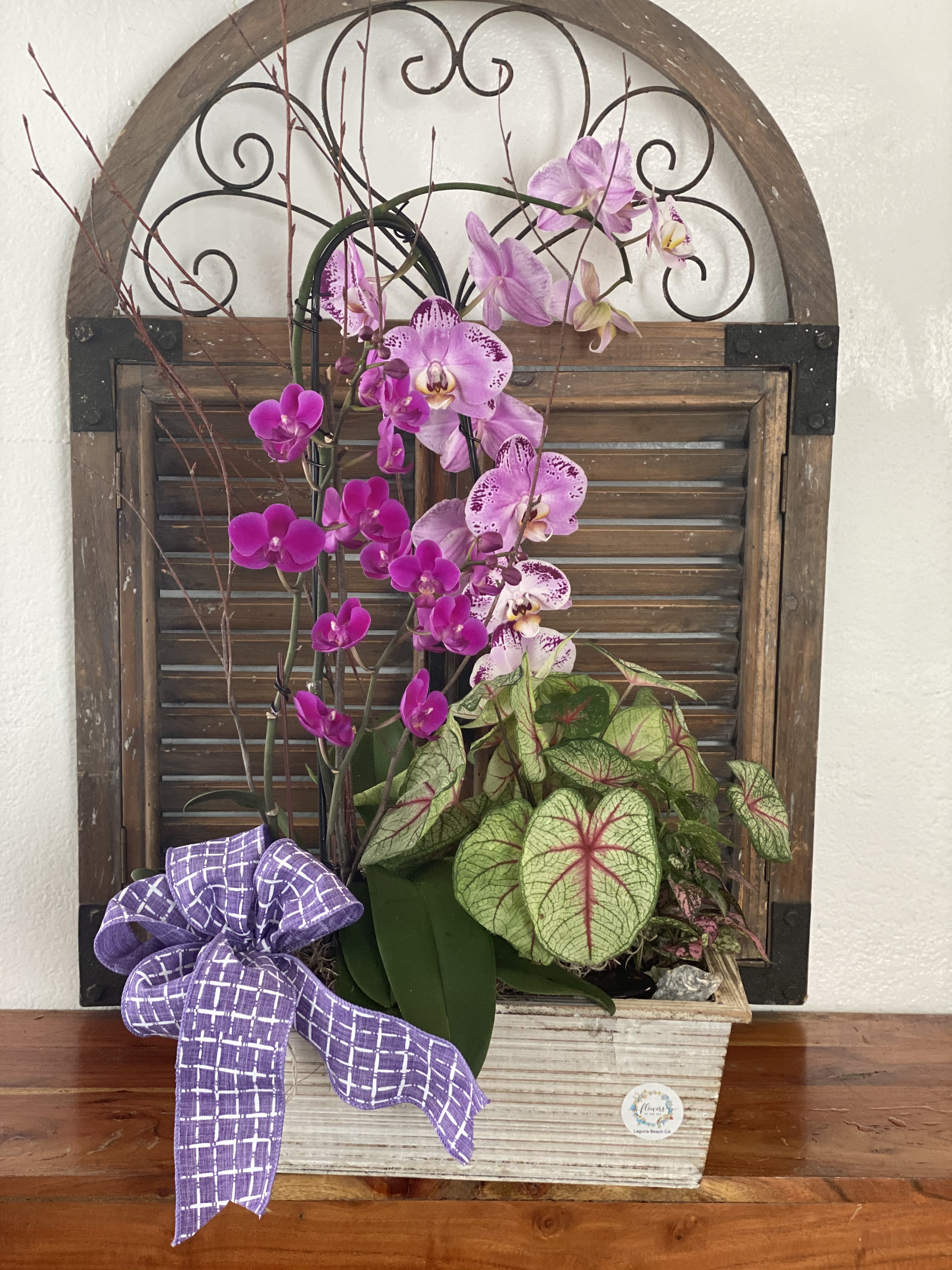 Lavander  Orchids  - Phanelopsis Orchids in wood basket and two plants.