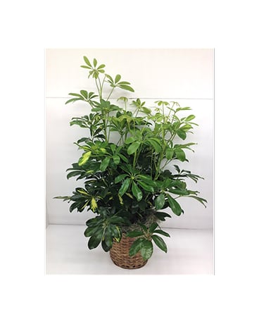 Arboricola Plant 8'' Arboricola Plant 8'' - Arboricola house plant in a 8'' wicker basket. Plant availability is subject to change depending on the season. FCF-520