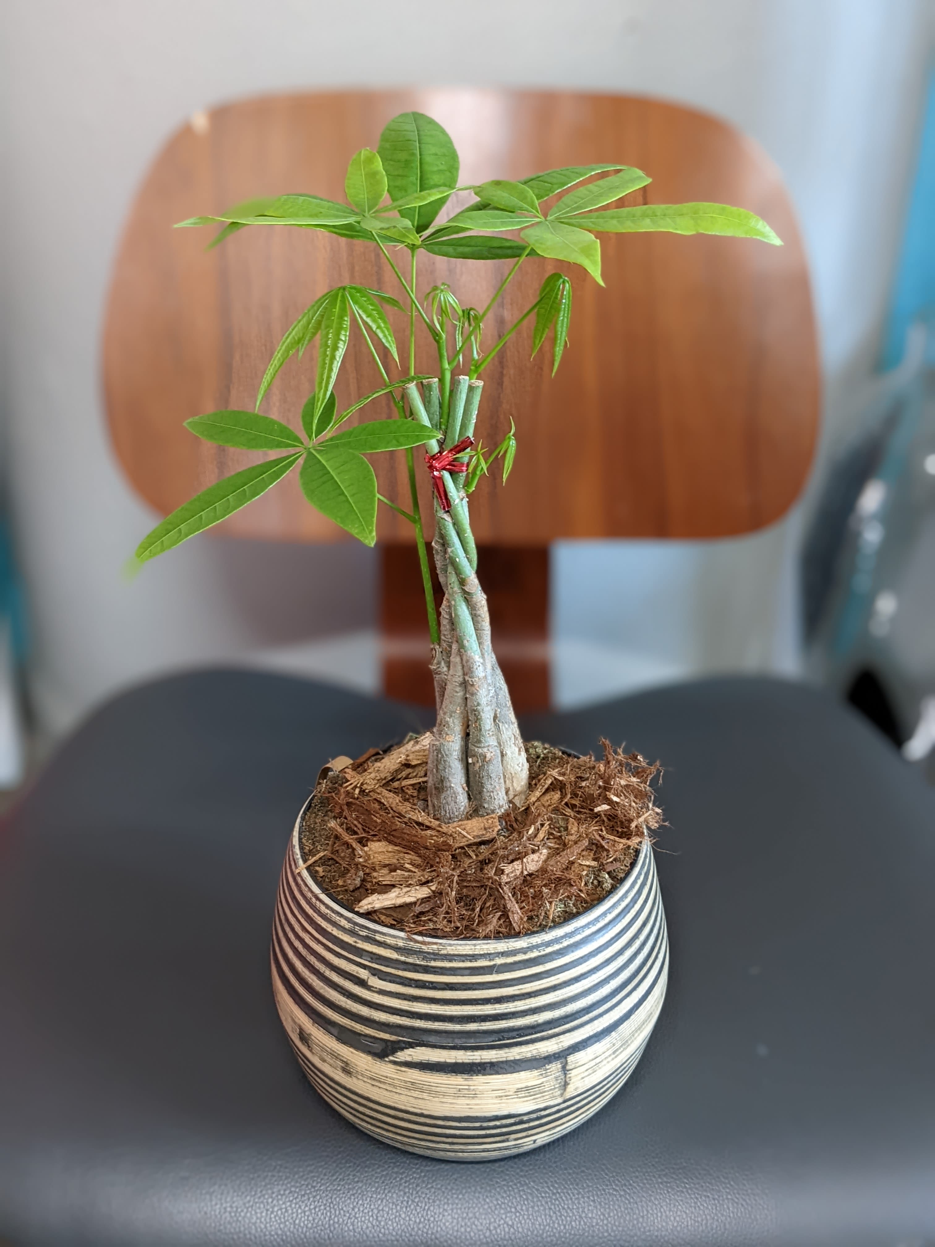 Bamboo Money Banga! in Los Angeles, CA Athletic Club Flower Shop