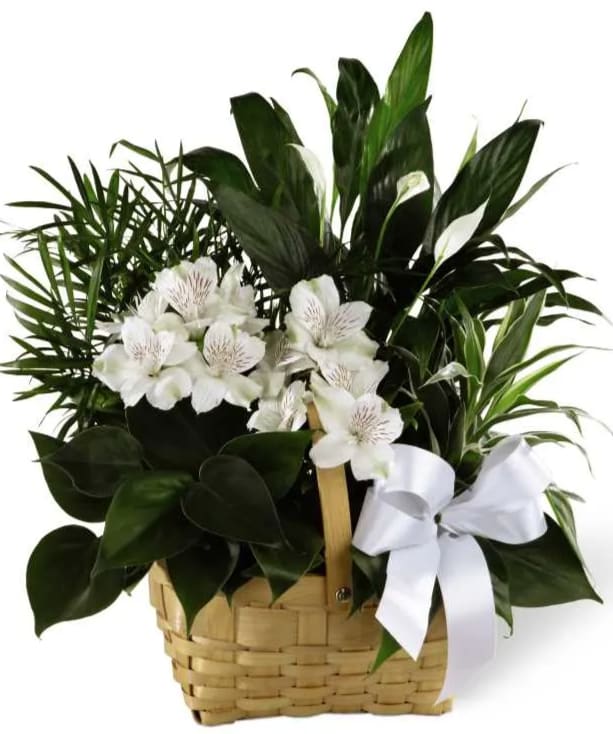 Peace &amp; Serenity Dishgarden - Peace &amp; Serenity Dishgarden is a gorgeous way to convey your deepest sympathies for your special recipient's loss. A collection of incredibly beautiful plants accented by stems of white Peruvian lilies. The presentation arrives in a natural woodchip rectangular basket accented with a white satin ribbon, to commemorate the life of the deceased and offer comfort and peace with its lush elegance. Baskets vary. 
