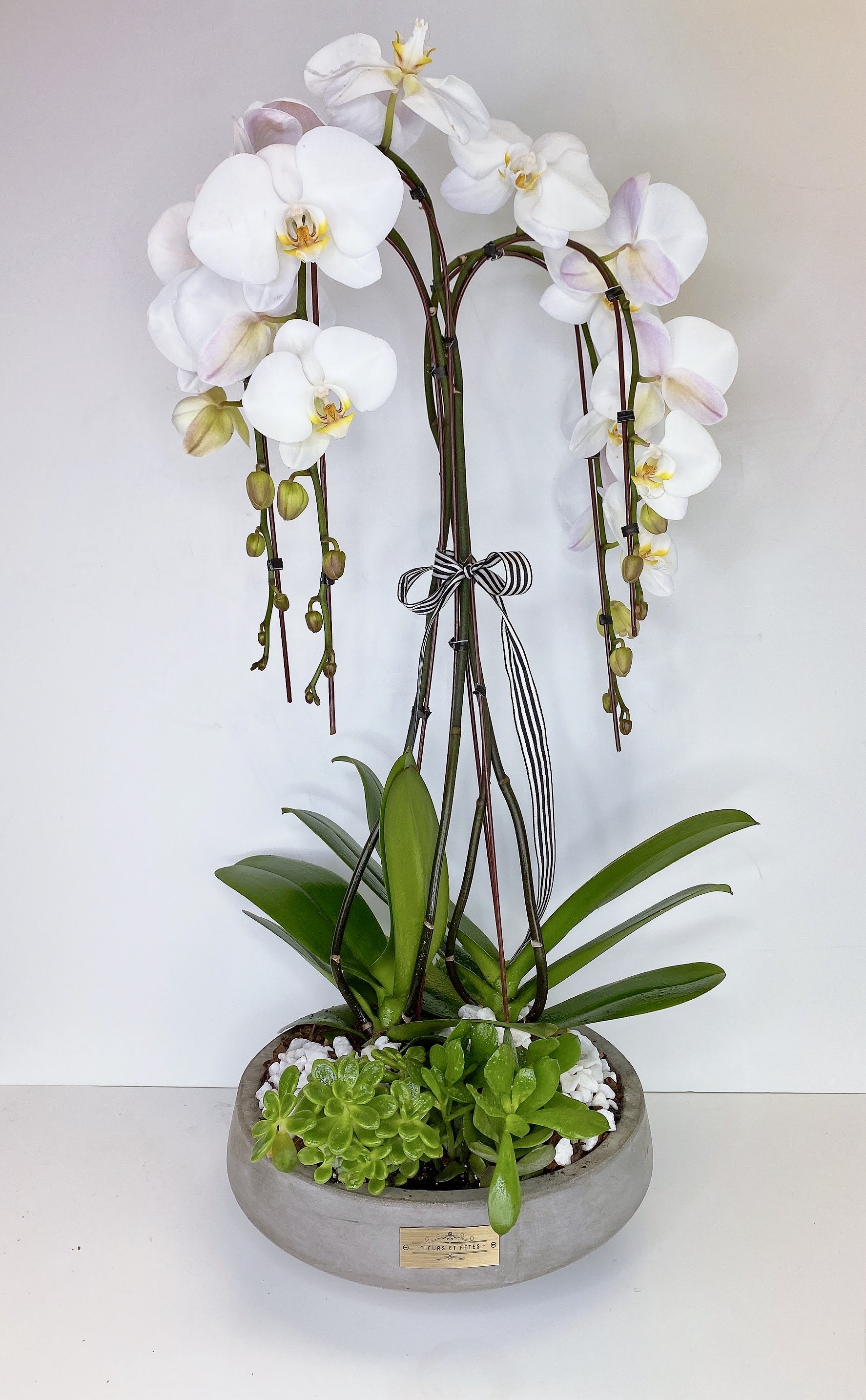 Angelia - This arrangement is regarded as an emblem of integrity. Featured flowers: Phalaenopsis orchids, and a variety of our indoor plants. Designed in a large gray ceramic container.