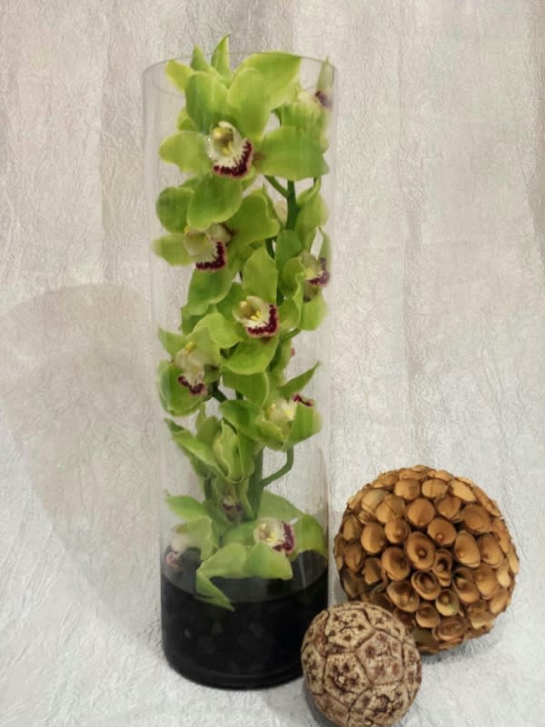 Green Zen - Exotic green cymbidium, orchid designed inside a tall cylinder vase with rocks at the bottom.