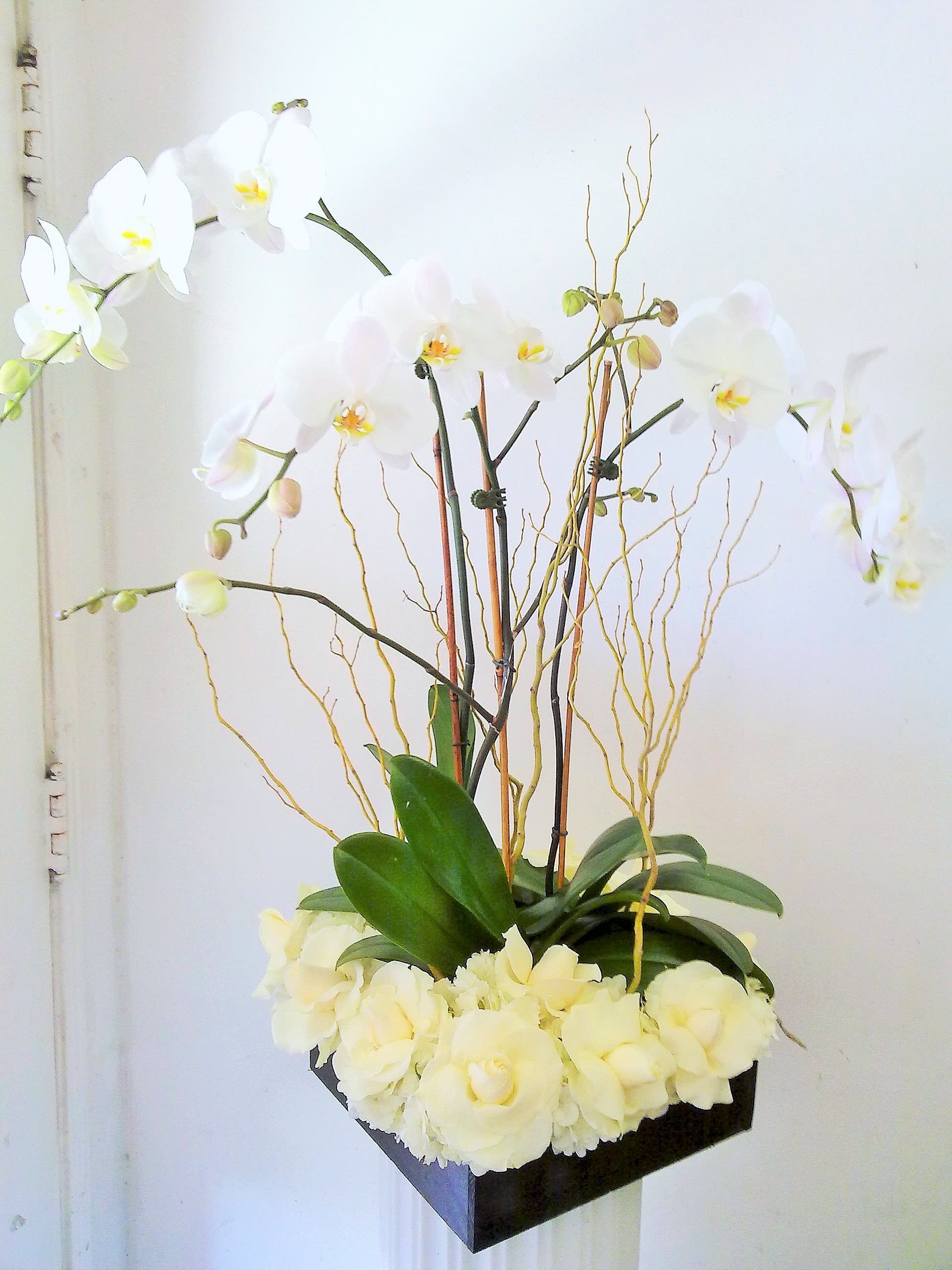 Orchid Plant Design - Collection of live orchids plants with a lush cut floral base