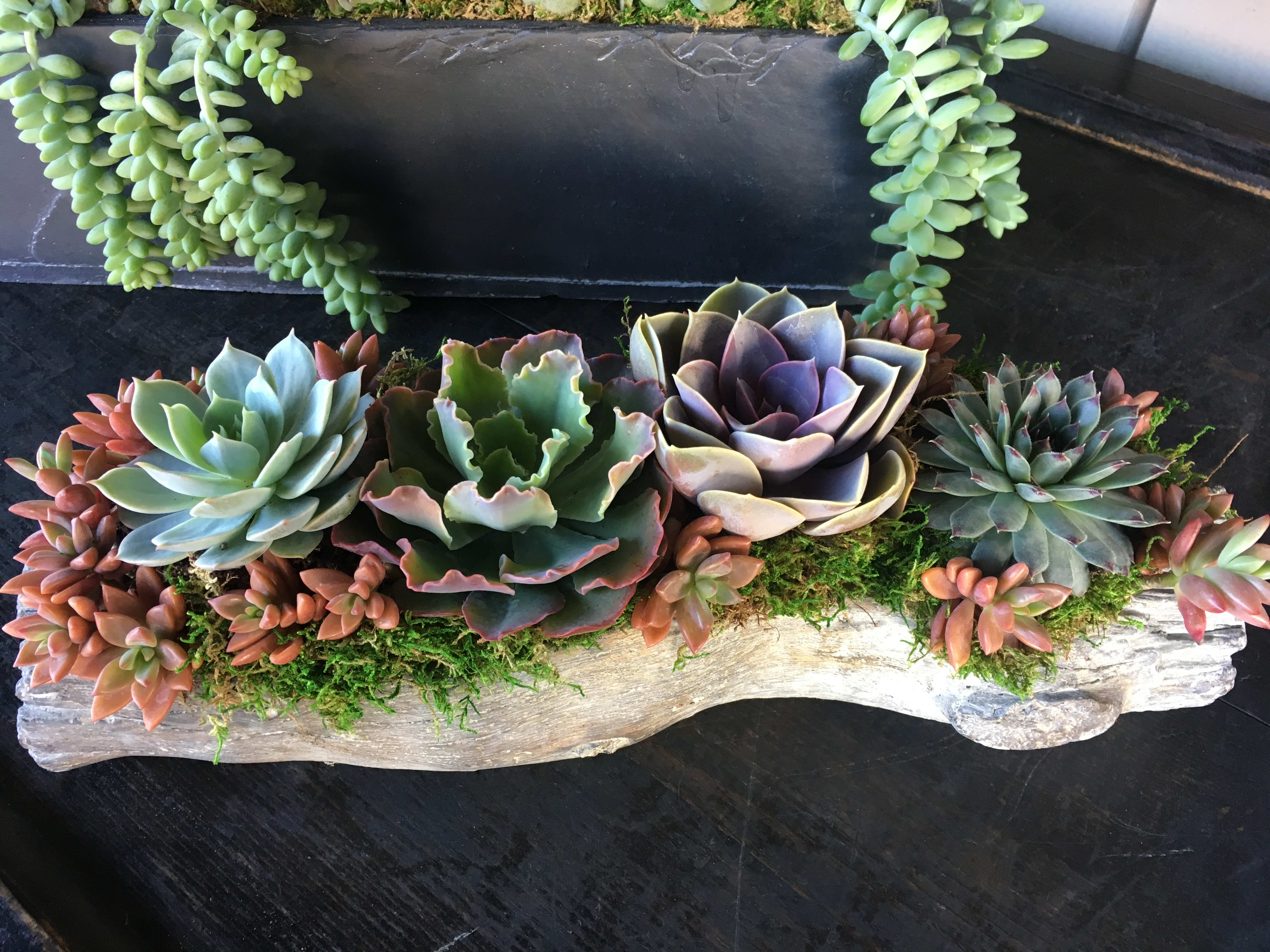 Succulent Beauty - A lush textured combination of succulents designed in a pretty planter. 