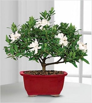 Scenic Snowfall Holiday Gardenia Bonsai Scenic Snowfall Holiday Gardenia Bonsai - The Scenic Snowfall Holiday Gardenia Bonsai offers your special recipient seasonal beauty and sweet fragrance with its graceful white blooms just in time to celebrate this merry time of year! An exceptional gardenia bonsai displays its lush foliage and snowy white flowers to capture their every attention. Presented in a festive red ceramic planter, this blooming bonsai plant will be an unforgettable way to send your warmest season's greetings to all of the special people on your holiday shopping list. Plant measures 6-inches in diameter. Your purchase includes a complimentary personalized gift message.