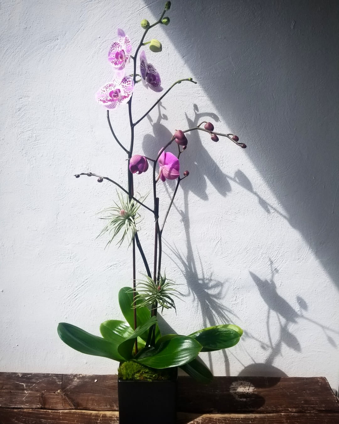 2 orchids - 2 orchid in black ceramic cube