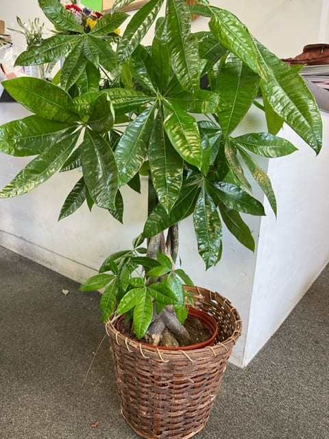 Money Tree - Indoor Tree / Plant