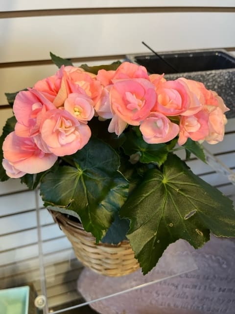 Begonia - Pink - 6 Inch Blooming Plant