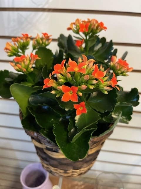 Kalanchro Orange - 6 inch Blooming Plant