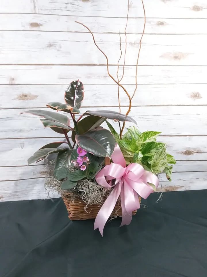 Dallas Lady dish garden  - 3 seasonal plants in a basket with curly willow. Please let us know in the instructions if you would like a different color bow.
