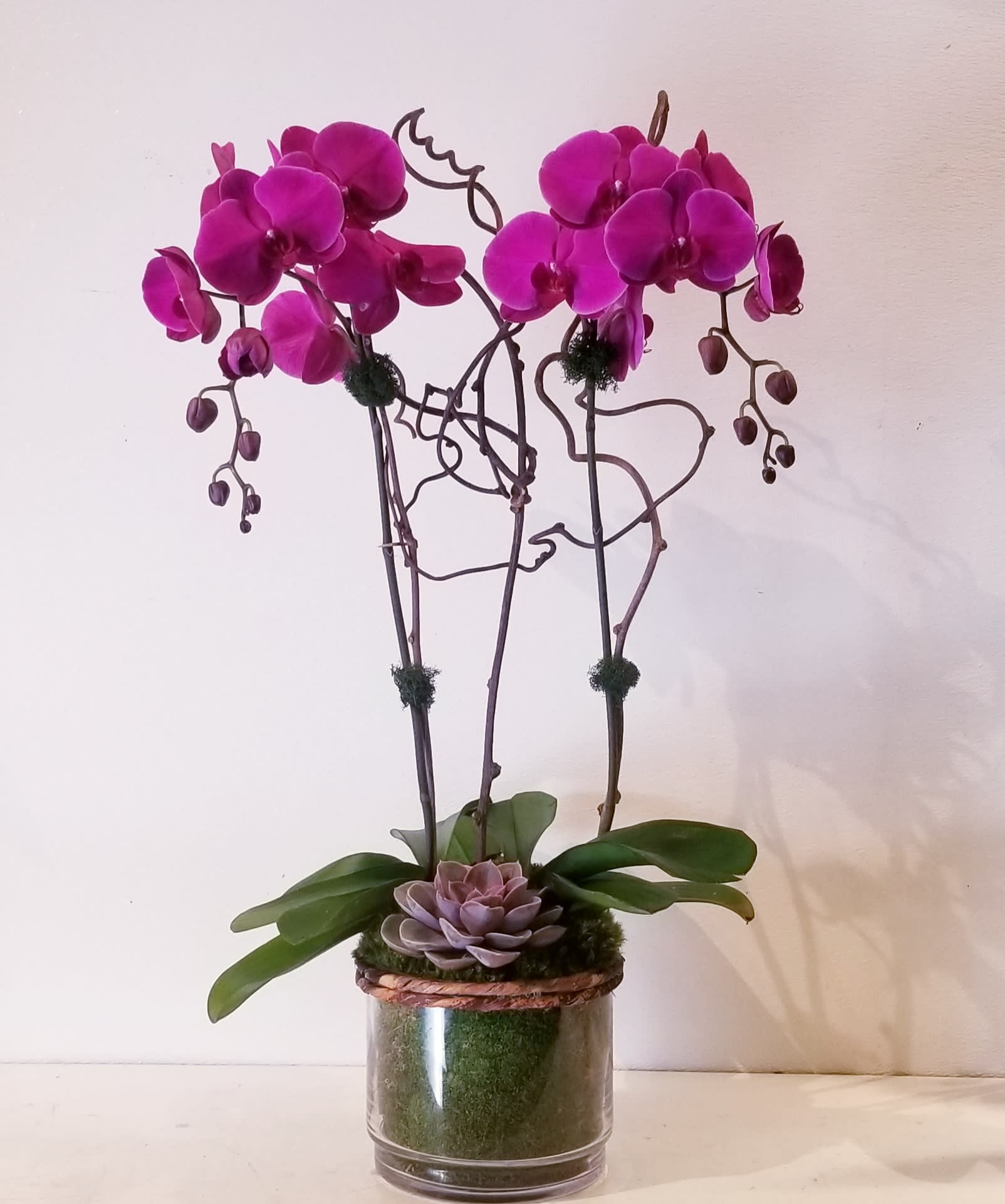 double deep purple orchid plant in beverly hills, ca | apropos floral &  event design